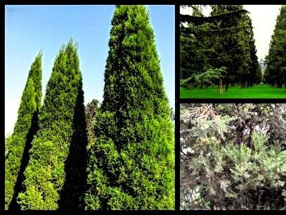 济南唐冶的深秋:碧空如玉、松柏叠翠、红枫似火、银杏镶金