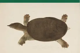 中国人吃甲鱼，到底在吃什么？图片