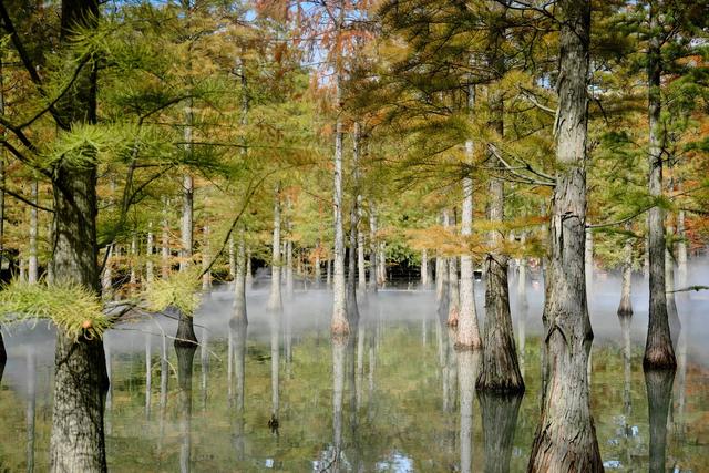 宿迁泗洪洪泽湖湿地，芦苇遍布，环境优美，一幅被秋天浸染的画卷