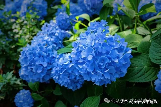 朋友圈C位预定！黄石一景区200亩绣球花将成蓝色海洋