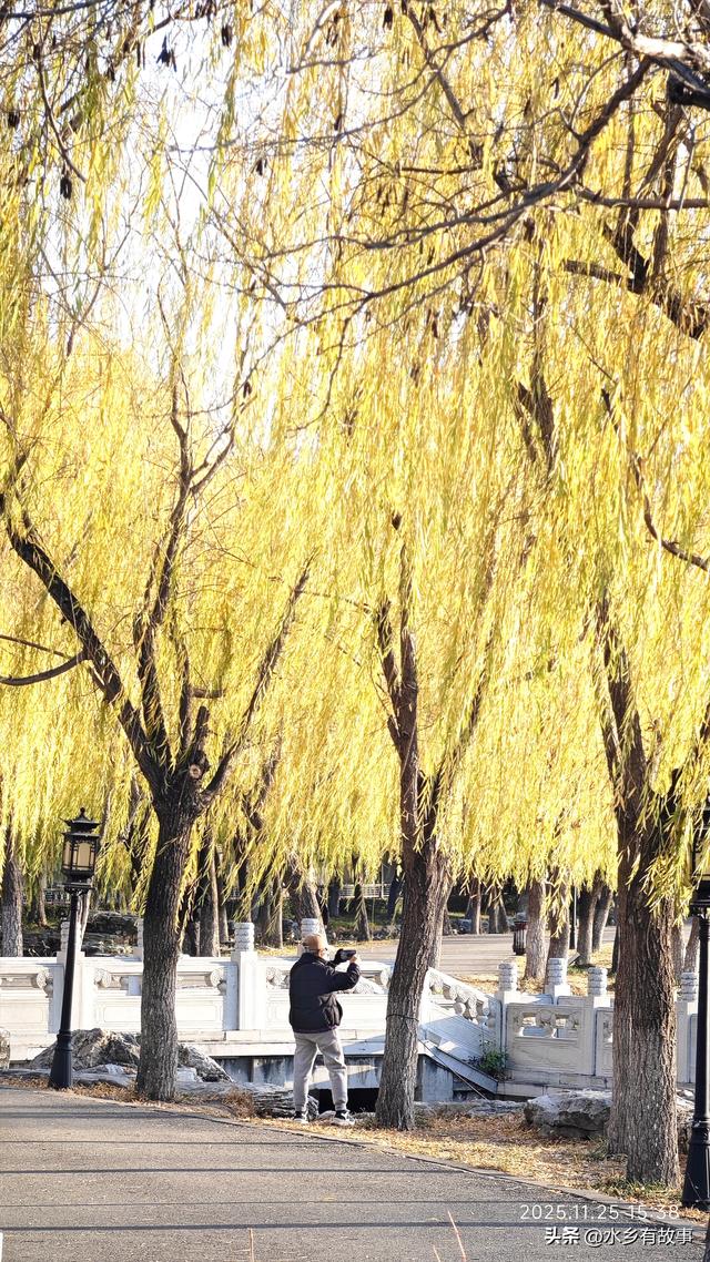 金柳，最后的一抹秋色