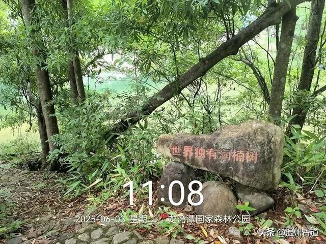 温州这个亲子游玩胜地、植物自然课堂孩子玩嗨家长不累