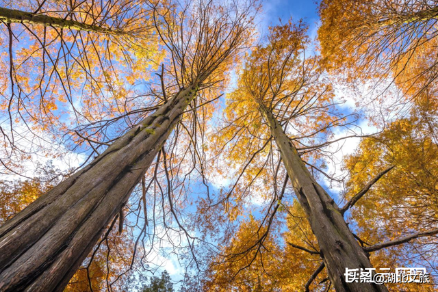 评分秋色：随州为啥被称为“杏”运城市？