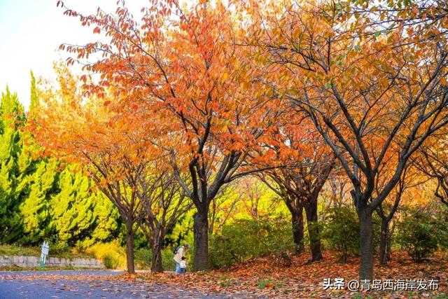 走不出这画了，我已被西海岸的秋景迷倒 🥹