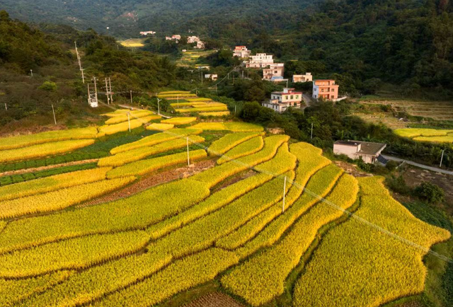即将开幕！梯田徒步、百鸡宴、音乐会……我在杏花等你来！