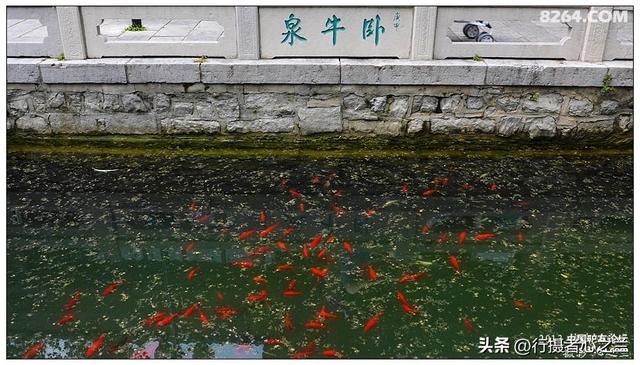 山东行游影记（11）—济南趵突泉（十一）