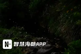 福州掀起“观萤”热潮！守护萤火虫从文明观赏做起图片