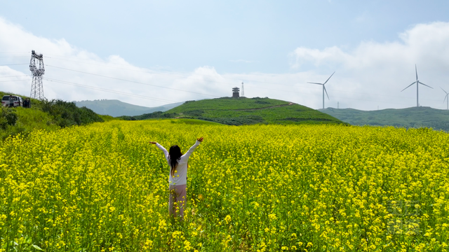 灵丘县柳科乡荞麦川村：油菜花盛开 赏花正当时