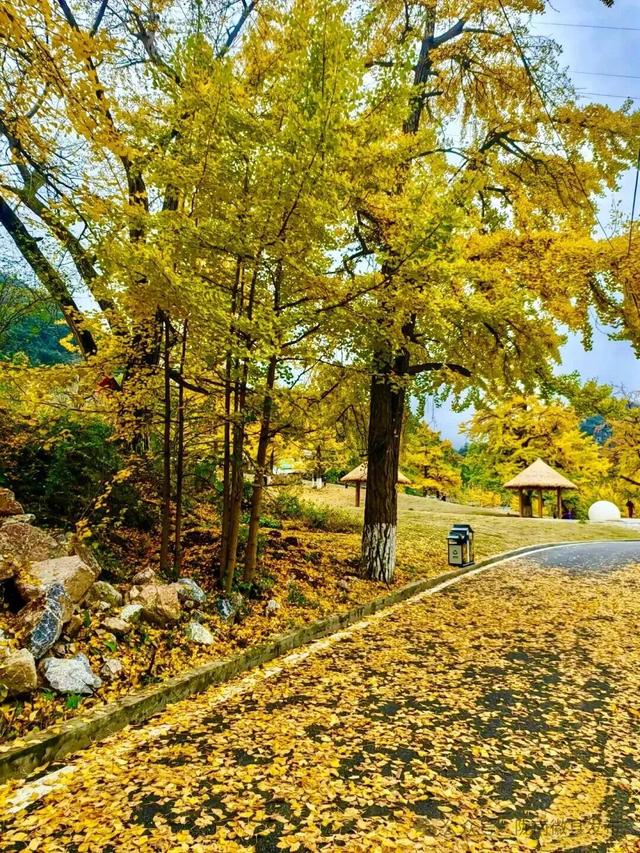 徽县的秋，是天赐的视觉颂歌