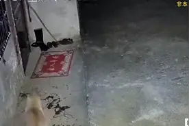 被拴在门口的狗，半夜突然被什么吓到，吓得尿都流了出来图片