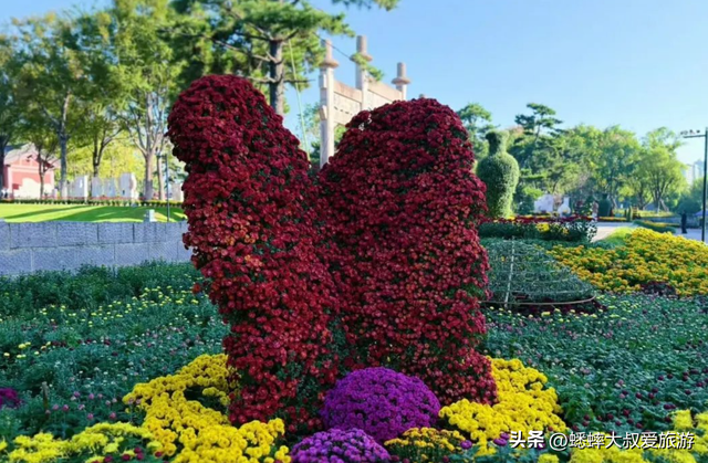 2025杭州植物园菊花展与四大分会场攻略来了，涉及赏玩交通！