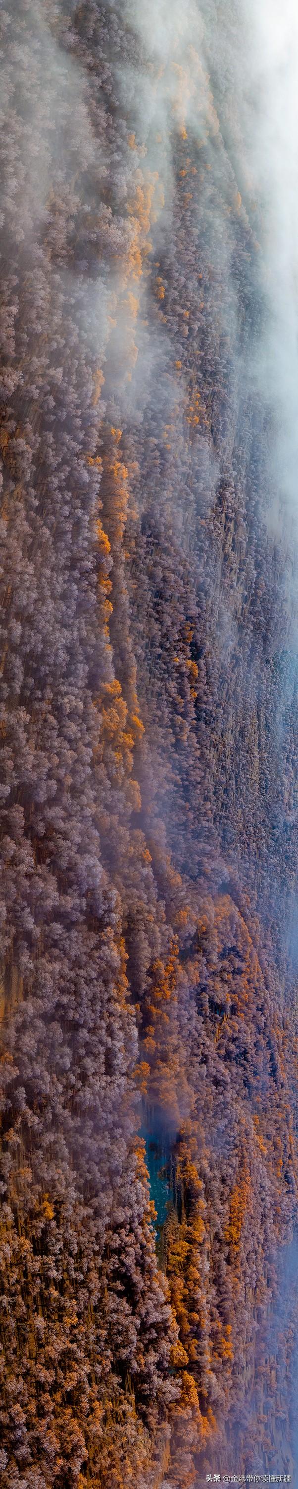 新疆轮台县：轮南胡杨林惊现雾凇奇观