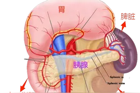 一起认识胰腺图片