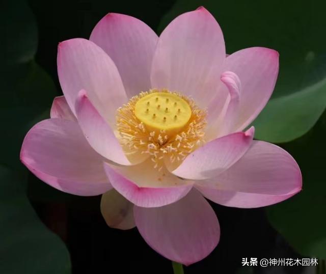 千年古莲绽新颜:“莲痴”徐钢让沉睡千年的古莲焕发新生