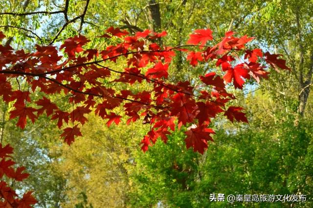 秦皇岛最大临海公园迎来“颜值巅峰”，栈桥听海、枫林斑斓，打卡走起！