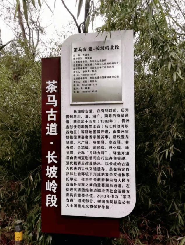 贵阳冬日最神秘的林场！绿野仙踪的尽头，竟藏着一个天空谜题。