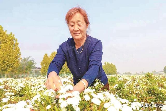 美在邯郸丨肥乡区南赵村千亩菊花盛放——秋日菊韵，金色邀约