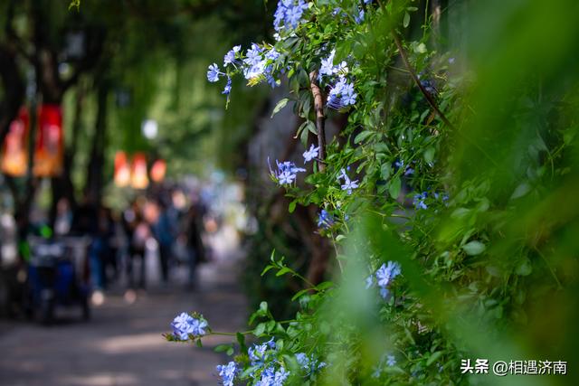 十月姑苏：桂香漫城，粉黛映河