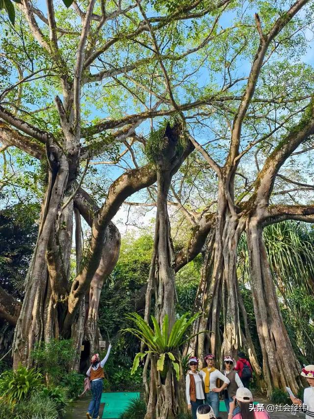 每日一景|百年榕树枝繁叶茂，瑞丽独树自成林海