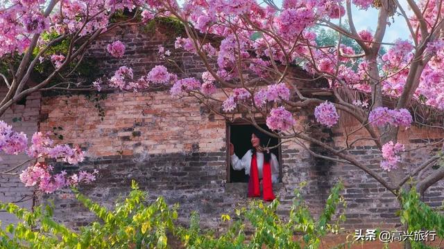 新会大泽绿美生态园太梦幻了，6000株紫花风铃开成童话花海