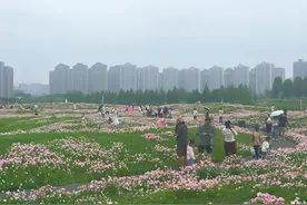 长沙一公园2万平夜来香正怒放：周末3万多人赏花，最高容客量超7万图片