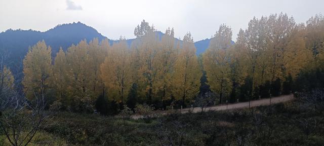 骊山红叶似火 车辆行人如织