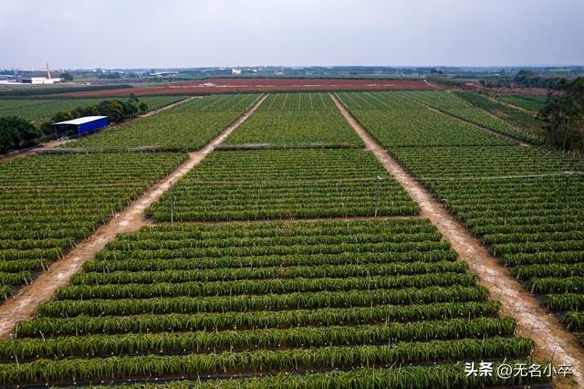 终于知道广西为什么能够实现水果自由了，真的是占尽天时地利人和