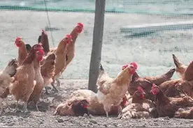 鸡最怕什么，养鸡可不是简单的喂水喂料,养鸡人都要知道的细节图片