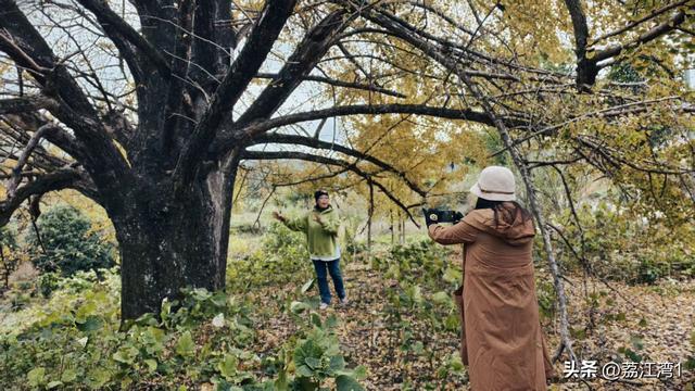 游长岗岭古村，观飘黄银杏