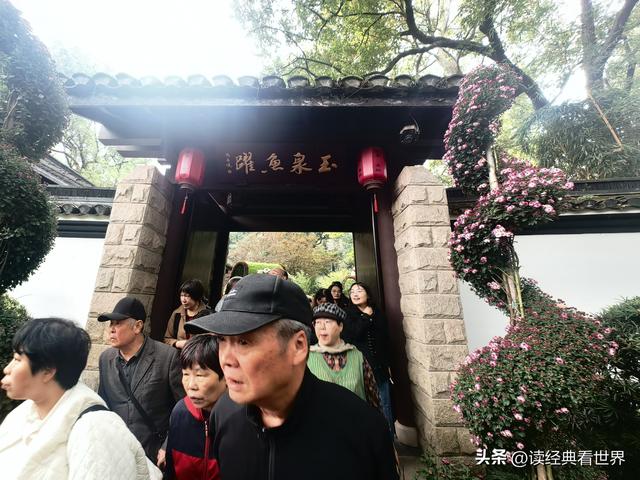 杭州植物园的菊花展——一场关于菊花的饕餮盛宴（二）