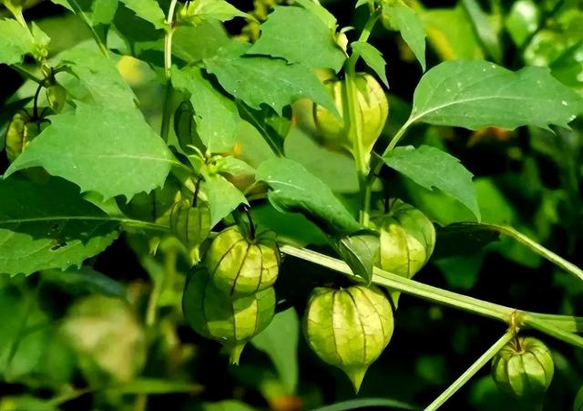 农村越来越少的植物灯笼草，老一辈称之为“补肾果”，您认识吗？
