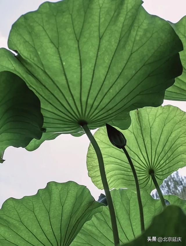 绝美!延庆的“夏与荷”——