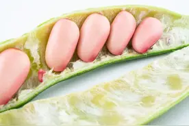 🌿刀豆：藤蔓上的「肾之果」｜科学解读消补平衡之道图片