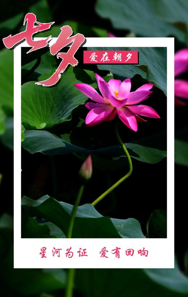 七夕遇温县，一眼即千年！