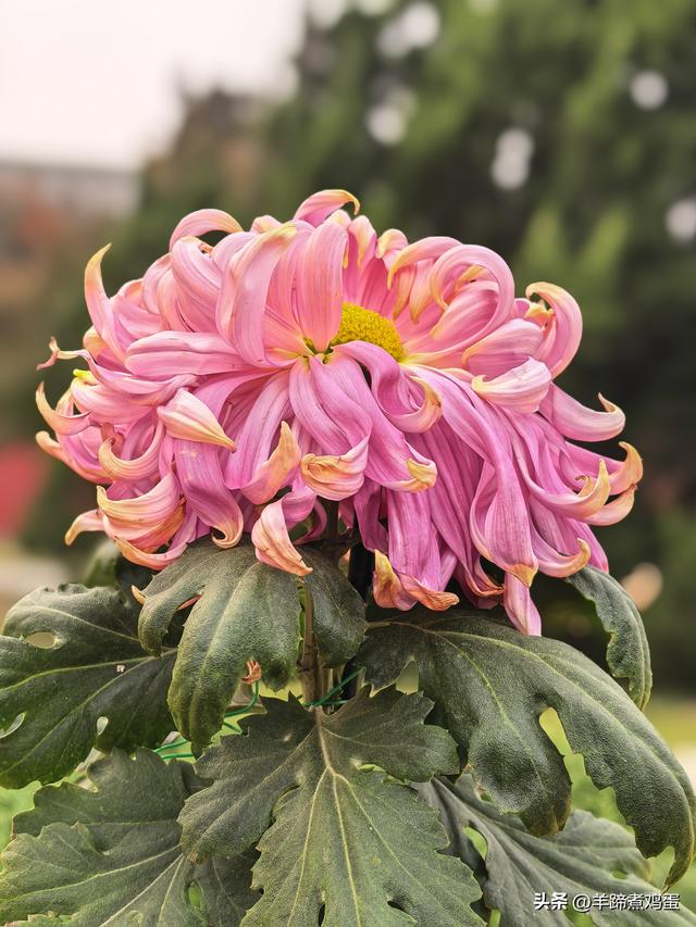 秋风独宠一园菊，晚来香艳出樊篱——北京北海公园2025年菊花展