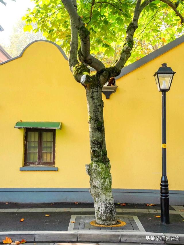 南京“丑萌”梧桐C位出道！颐和路半天游，把民国浪漫拍成表情包