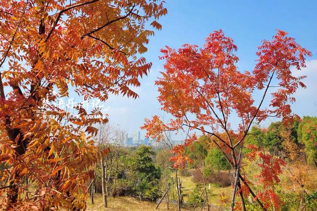 浙江宁波这个森林公园又火了，银杏林成为打卡胜地，水杉林更美丽