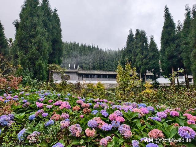 四川行(73)什邡红枫岭徒步到钟鼎寺