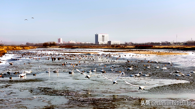 黄河河曲段流凌与天鹅共舞 冬日美景见证生态和谐