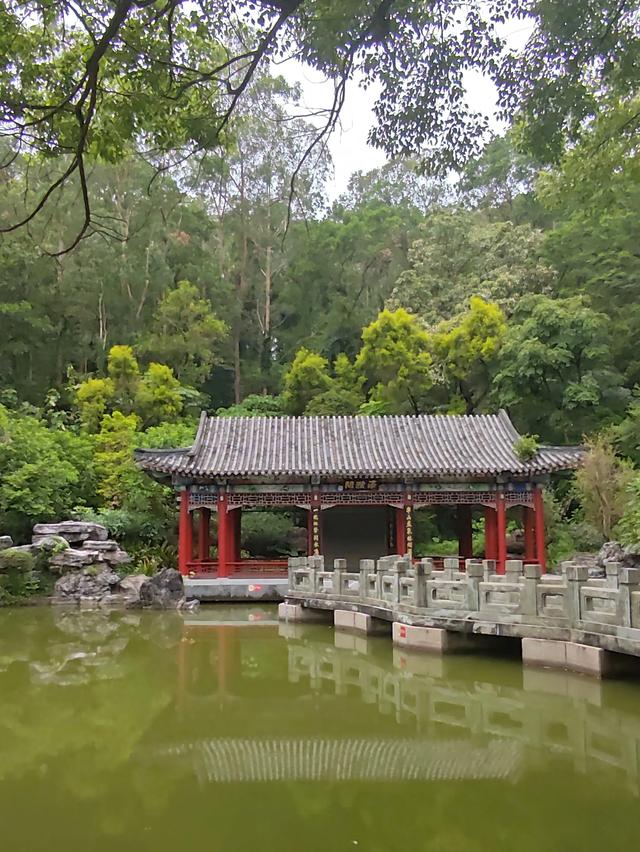 深圳最容易被忽略的高颜值公园,丛林秘境随处都是风景大片