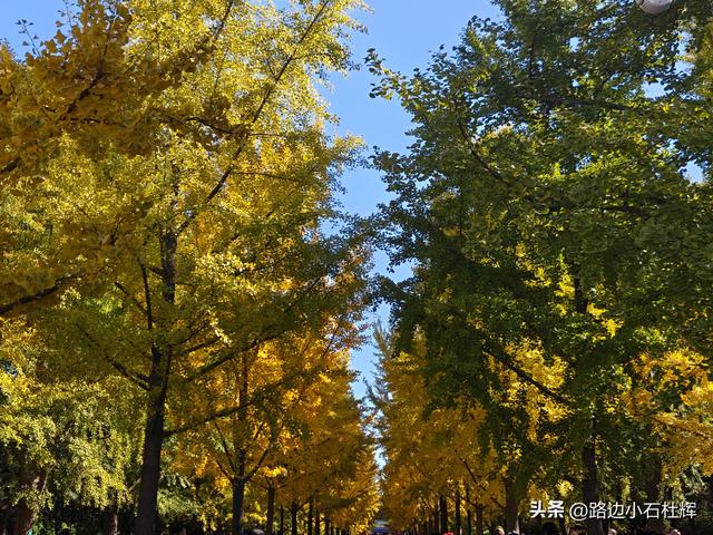 昔日皇家祭坛，今日大众踏秋——地坛秋日赏银杏