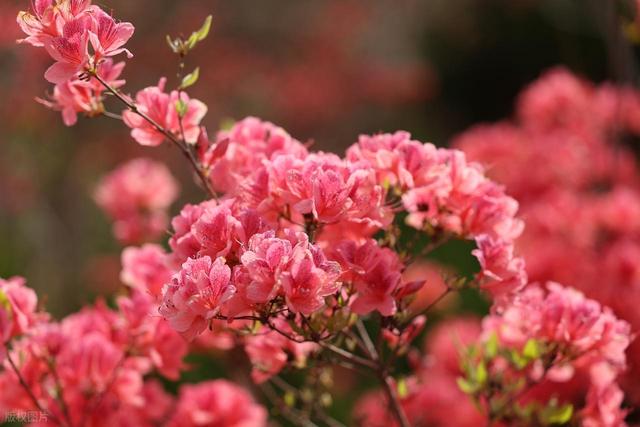 满山遍野的映山红