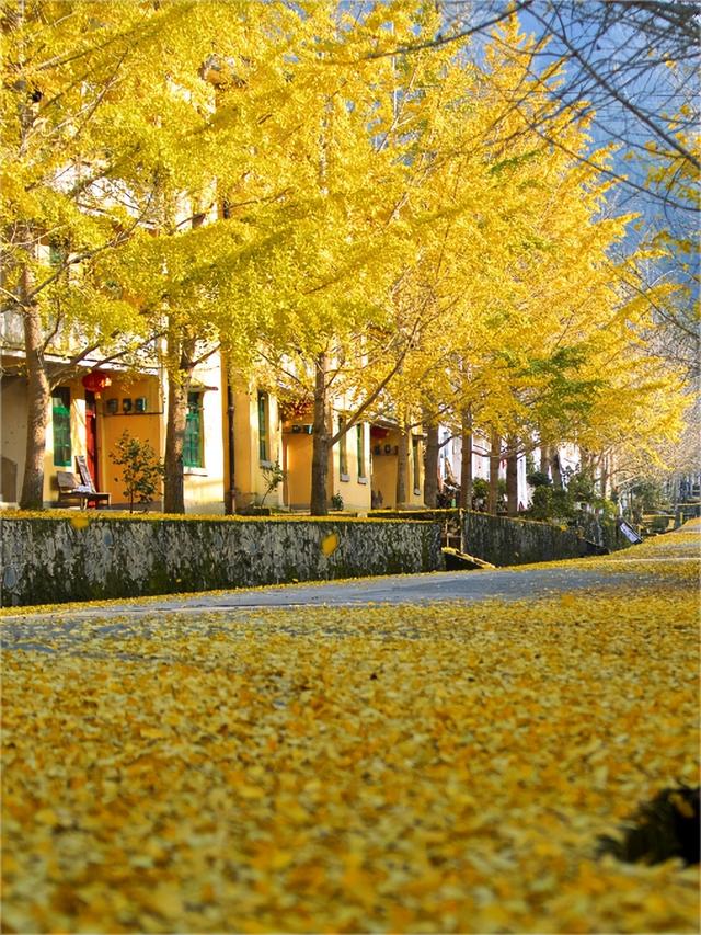 韶关4条“秋日神仙线路”登场，活力越野、银杏赏秋、非遗美食承包你的快乐旅途→