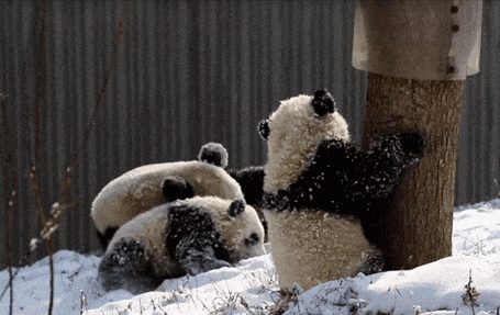 看！我就说汶川的冬天超好玩吧