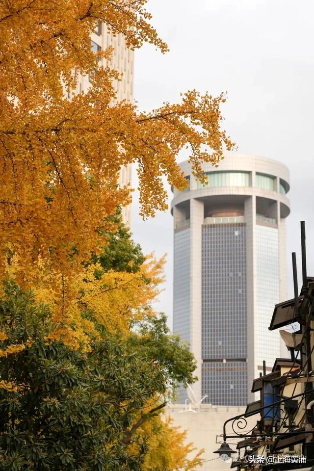 深秋限定！这条百年弄堂里尽是金色的浪漫！