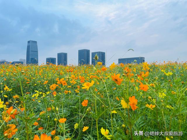 杭州超绝“波斯菊花海”来了，拍照遛娃露营齐全，地铁直达且免费