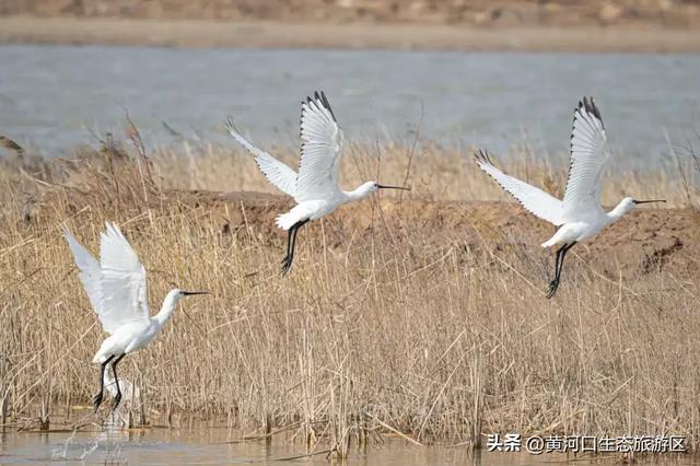 【黄河口生态旅游区】这里不止有“鸟浪” ！