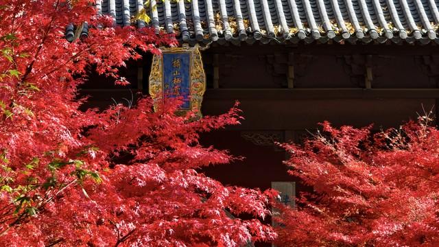 栖霞山强烈预警：赶在降温前快来打卡，红枫最佳观赏期别错过！