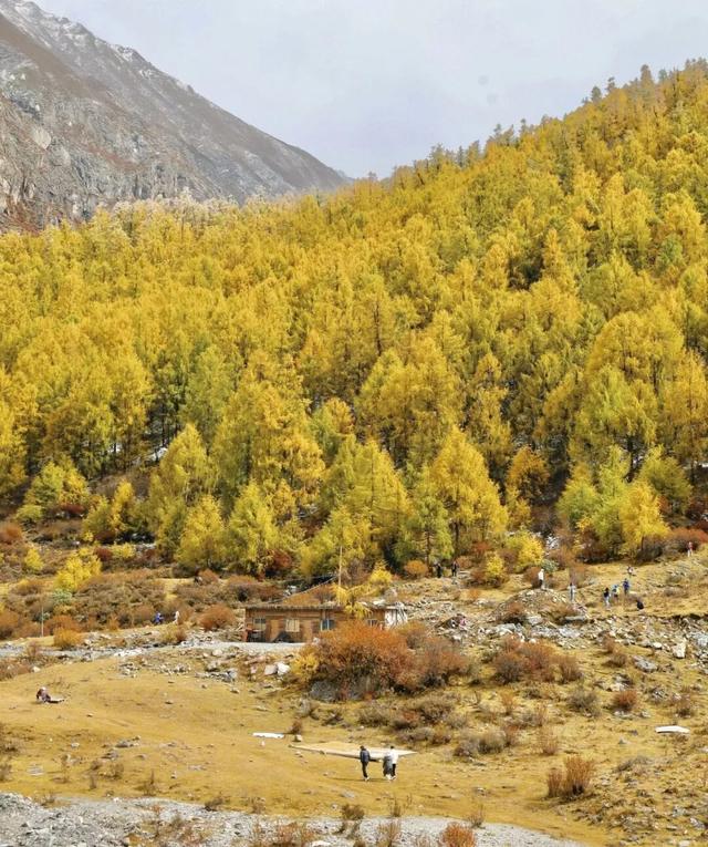 今年理县红叶开挂了！红得惊动天地，美到不可方物