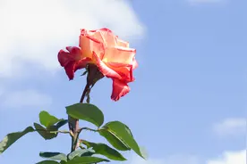 直白告诉你：这样的女人，看似很“好”，其实很“花心”图片